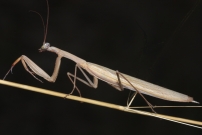 La mante religieuse (Dictyoptre - Mantidae - Mantis religiosa)